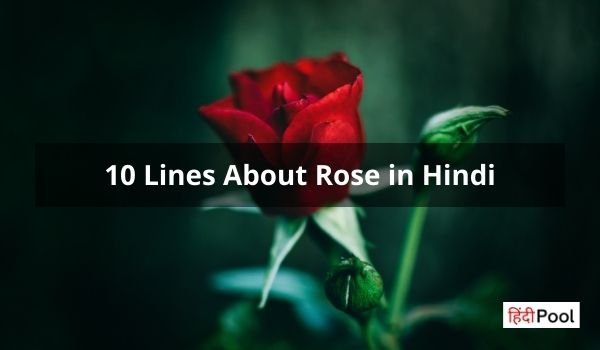 गुलाब पर निबंध – Essay About Rose in Hindi