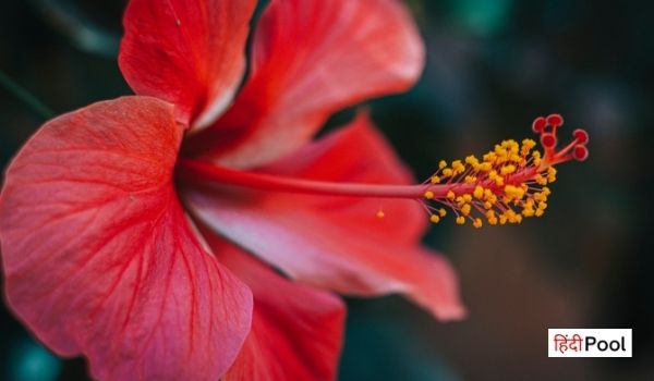 गुड़हल के फूल पर निबंध – About Hibiscus Flower in Hindi