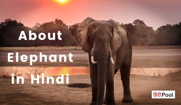 10 Lines About Elephant in Hindi For Students