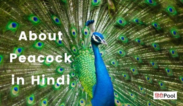 10 Lines on Peacock in Hindi For Students