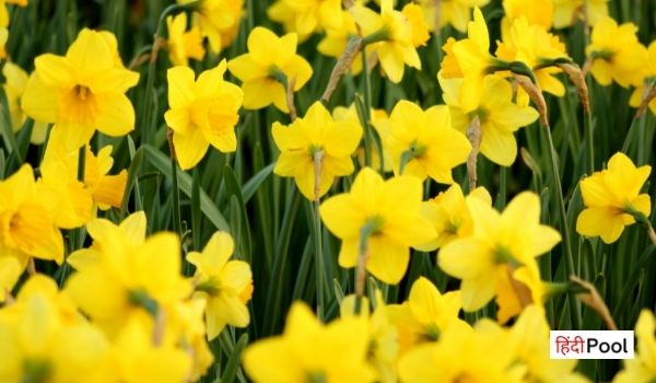 Daffodil Flower in Hindi