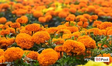 Marigold Flower In Hindi