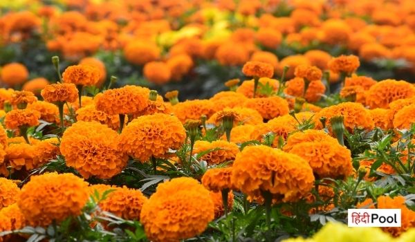 20+ Interesting Facts About Marigold Flower in Hindi