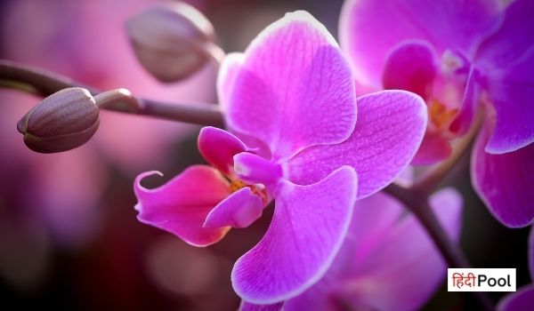 आर्किड फूल पर निबंध – Orchid Flower in Hindi