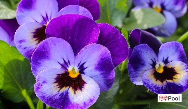 Pansy Flower in Hindi
