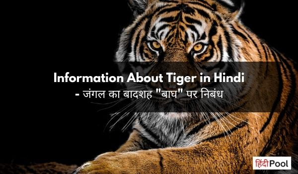 Information About Tiger in Hindi – जंगल का बादशह “बाघ” पर निबंध