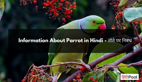 parrot biography in hindi essay